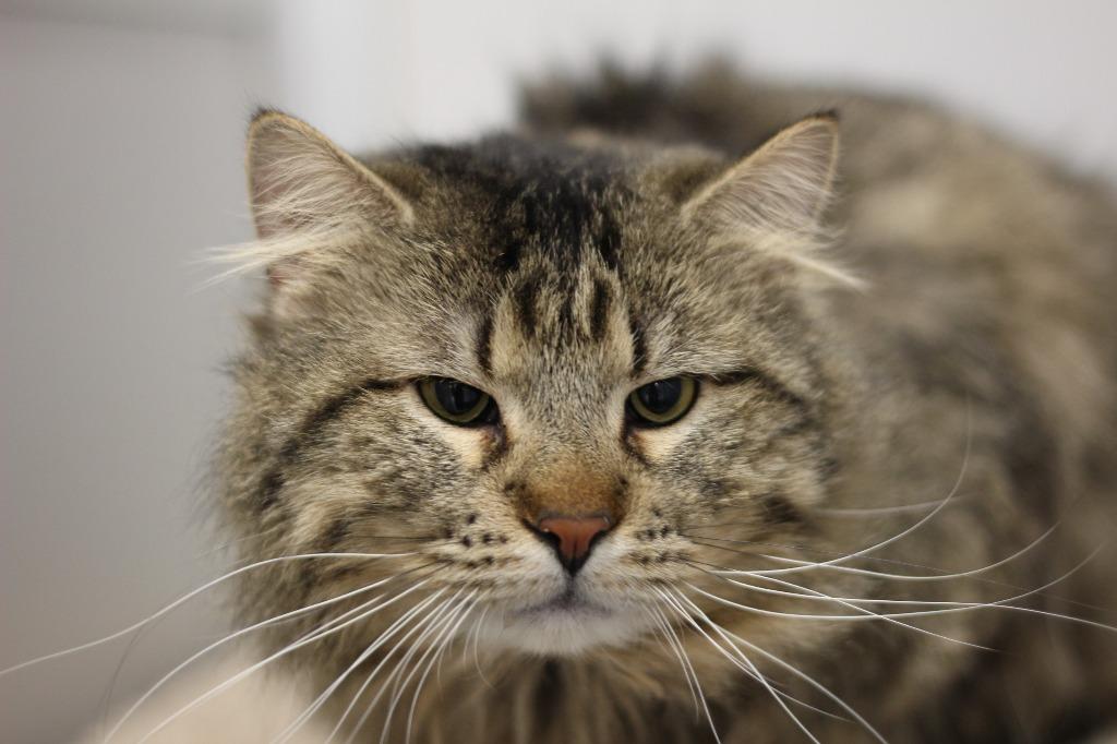 Enlarge Harry, a Adoptable mixed breed in Rockford, IL image 2/2