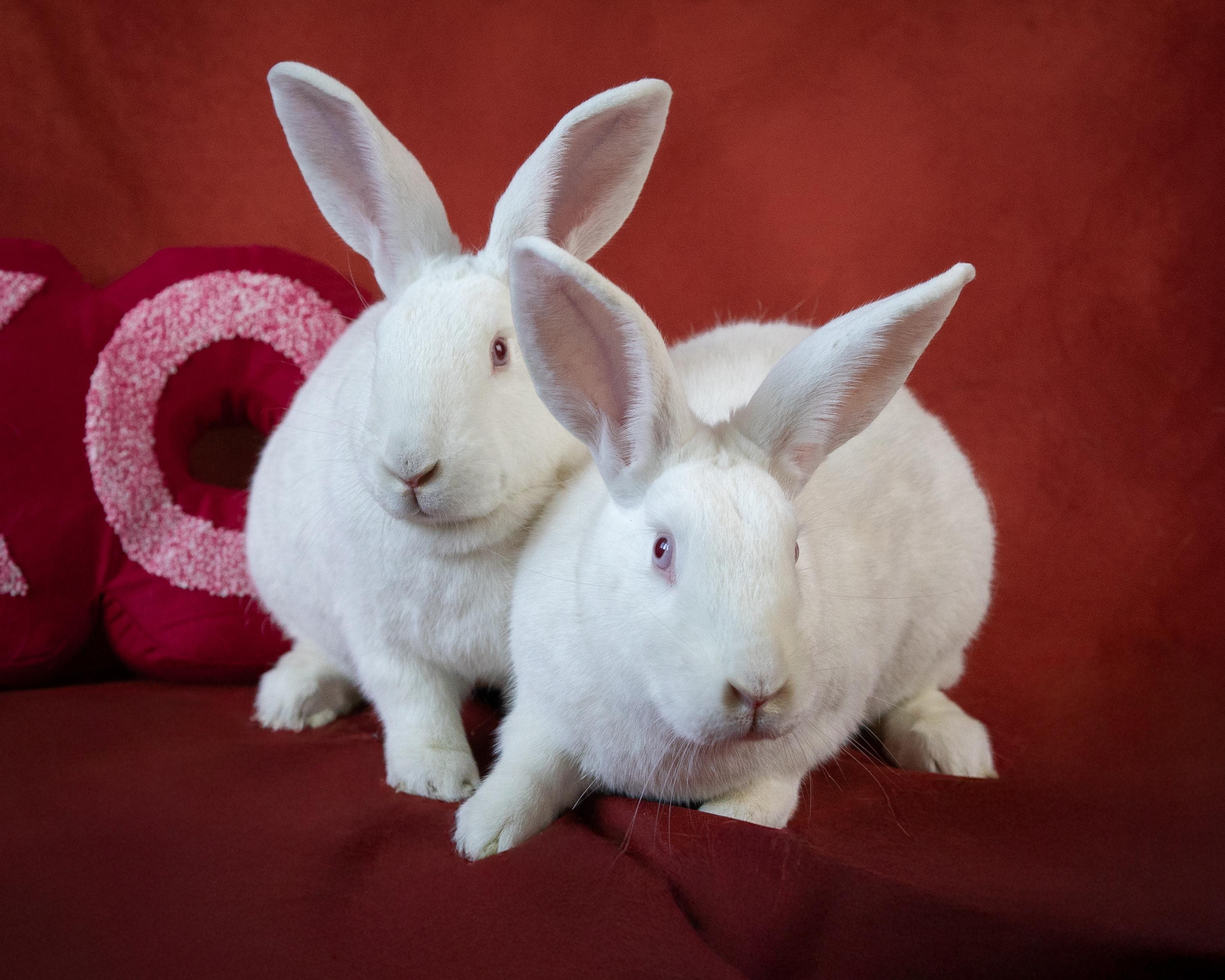 Enlarge Silver & Sunna, a Adoptable New Zealand in Willowbrook, IL image 1/6