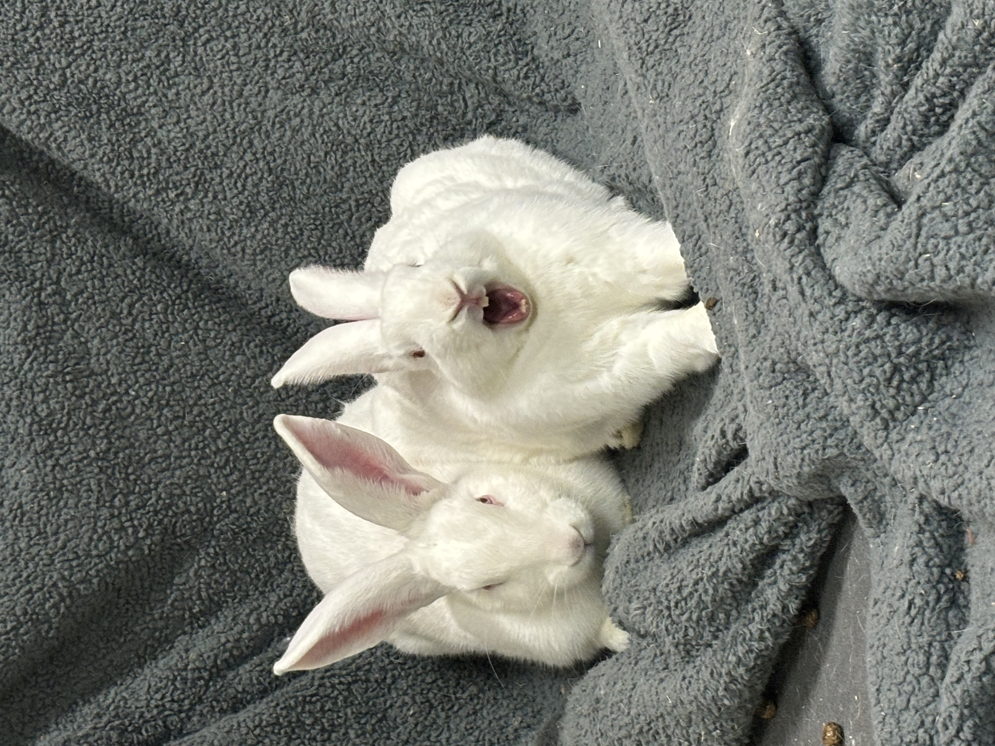 Enlarge Silver & Sunna, a Adoptable New Zealand in Willowbrook, IL image 3/6