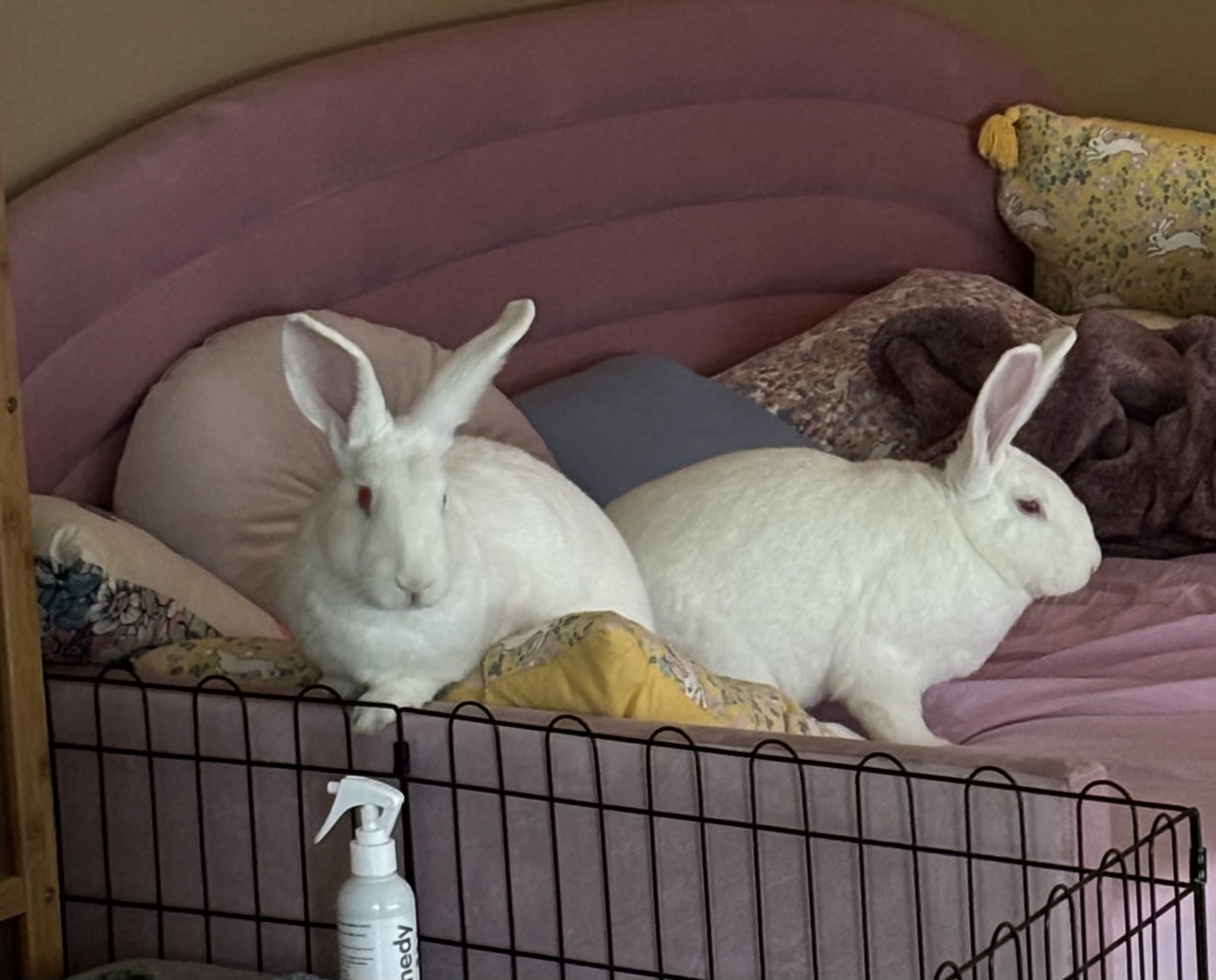 Enlarge Silver & Sunna, a Adoptable New Zealand in Willowbrook, IL image 2/6