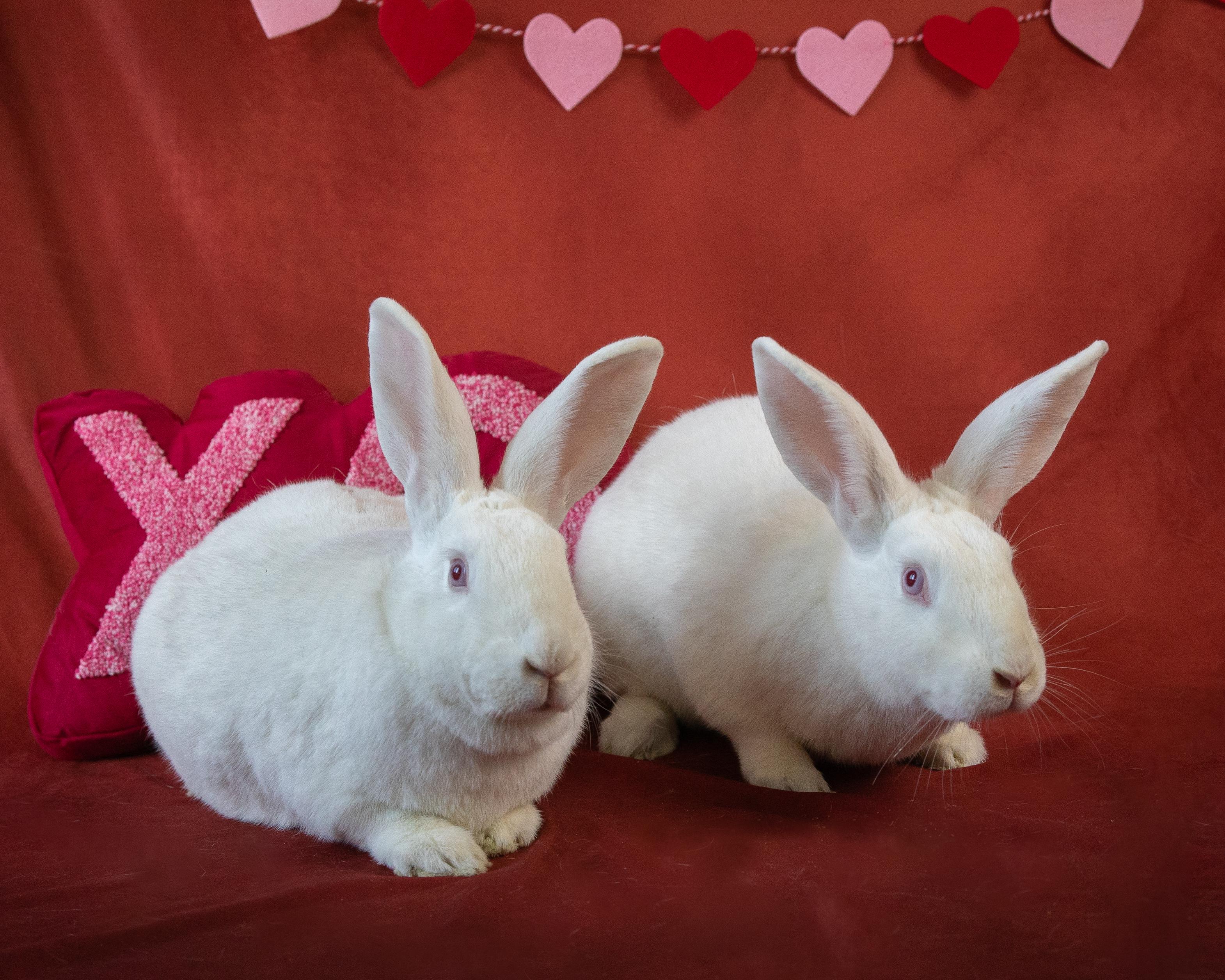 Enlarge Silver & Sunna, a Adoptable New Zealand in Willowbrook, IL image 6/6