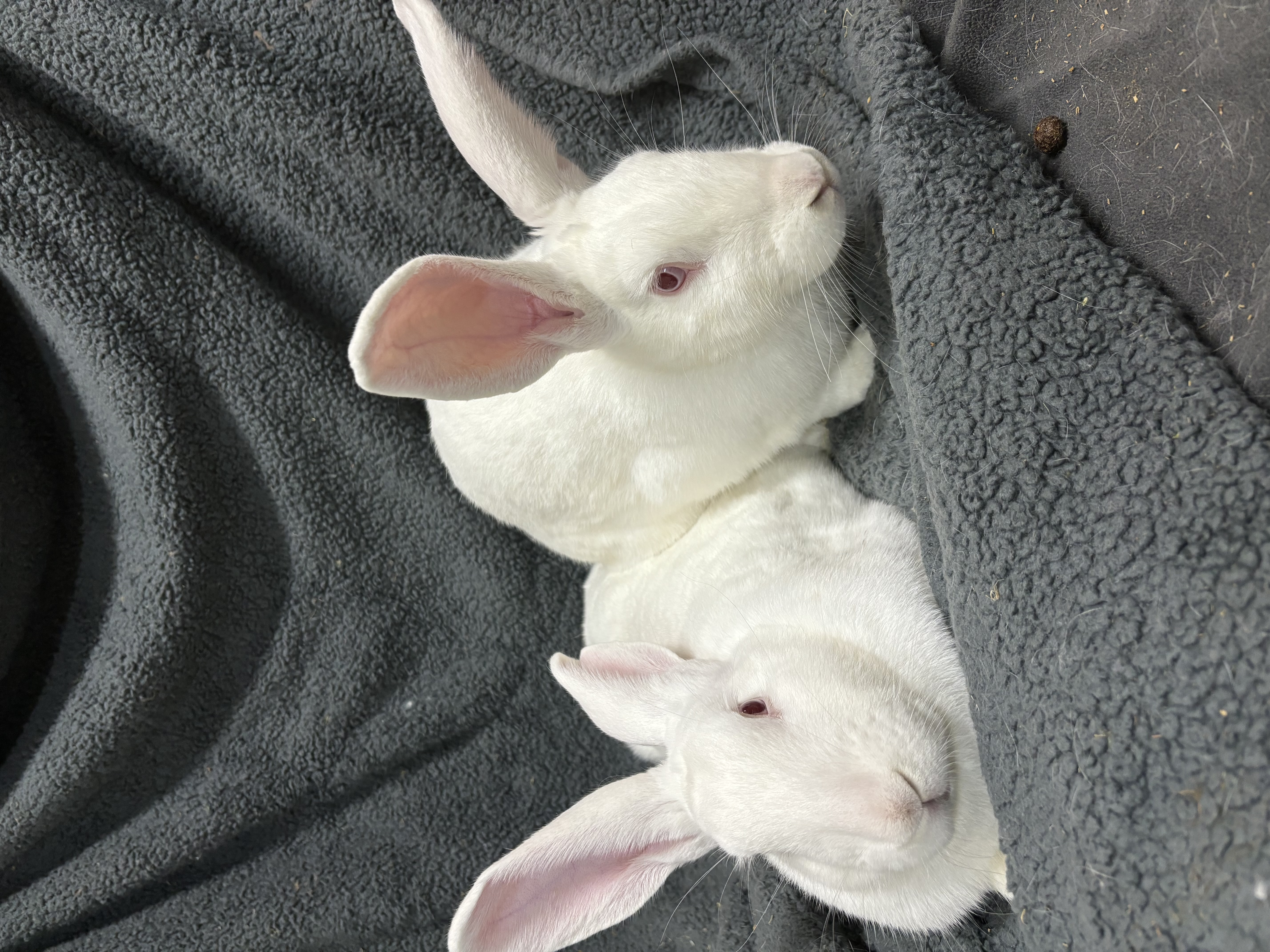 Enlarge Silver & Sunna, a Adoptable New Zealand in Willowbrook, IL image 4/6