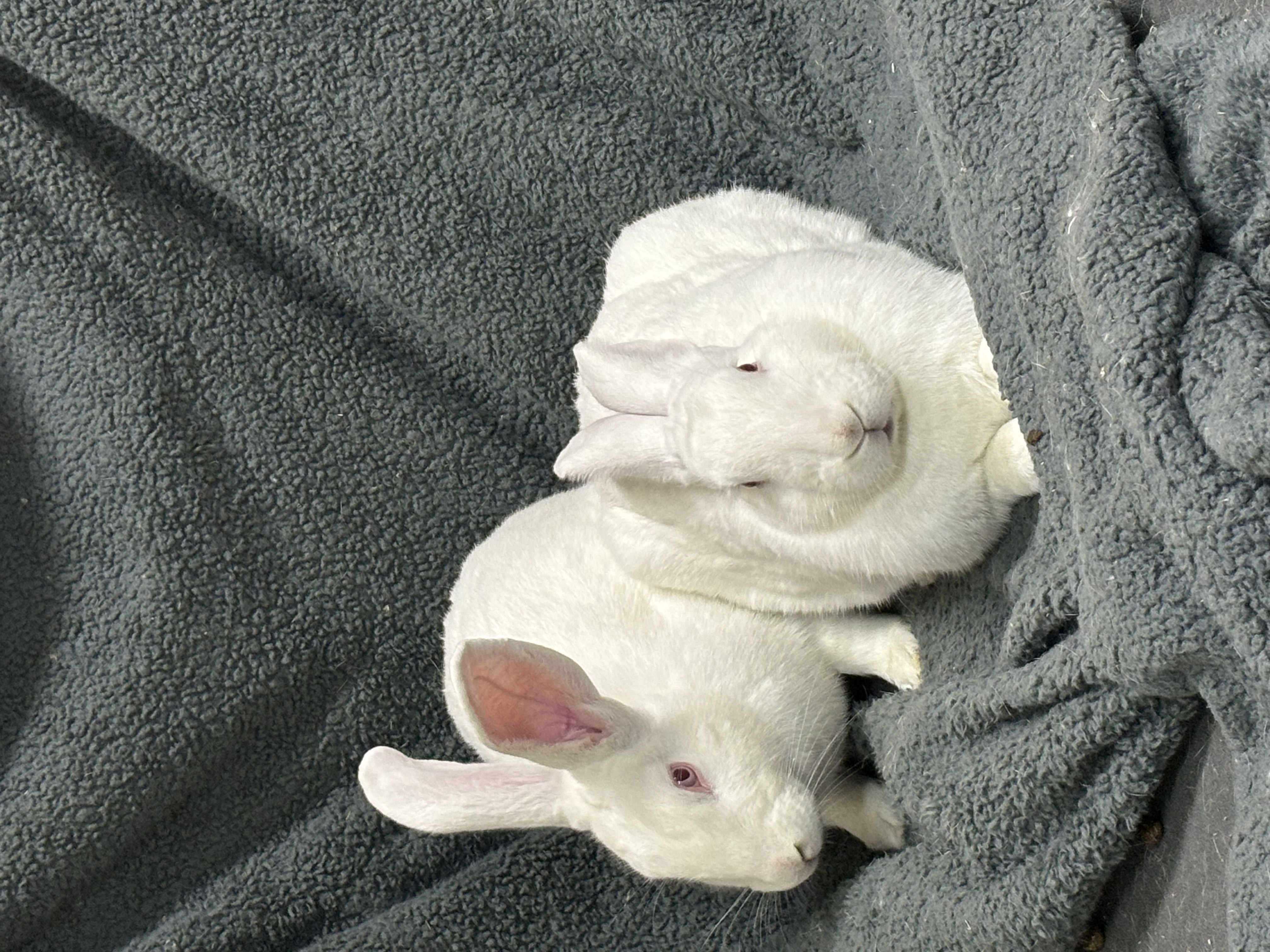 Enlarge Silver & Sunna, a Adoptable New Zealand in Willowbrook, IL image 5/6