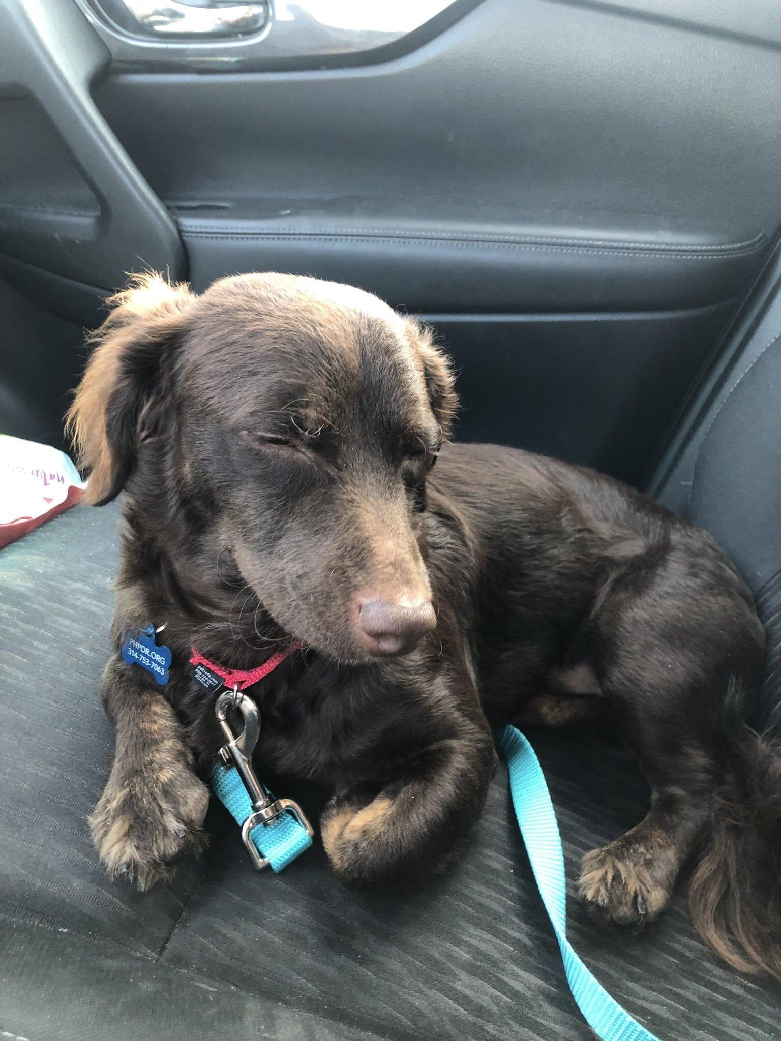 Rigby, Adopted, Young Male Dachshund (Long Haired) & Spaniel.