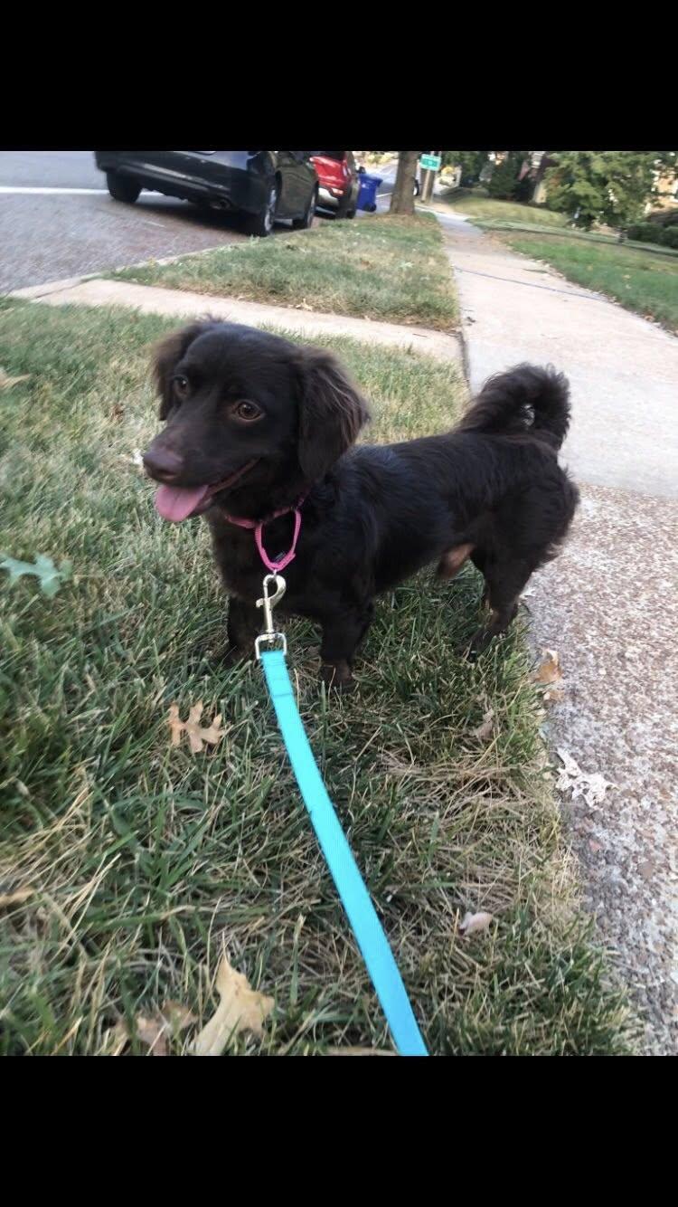 Rigby, a Adopted mixed breed in Jefferson City, MO image 2/3