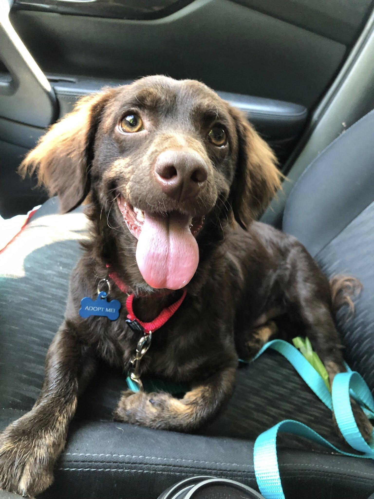 Rigby, a Adopted mixed breed in Jefferson City, MO image 3/3