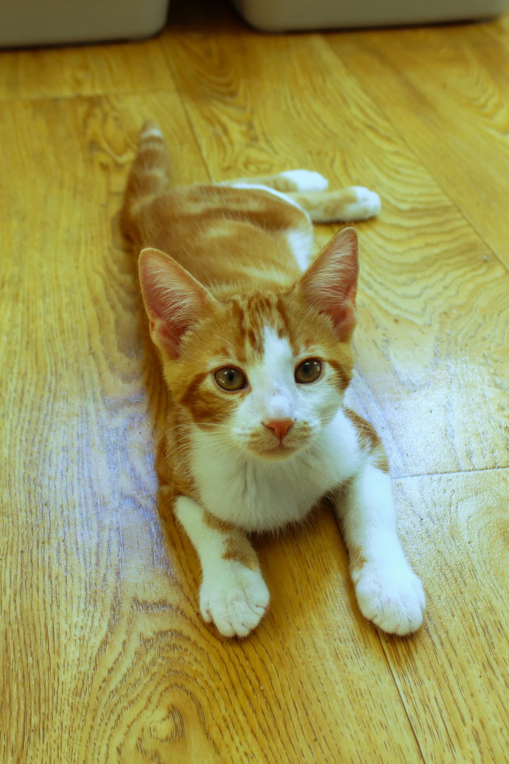 Enlarge Marmalade, a Adoptable American Shorthair in Urbana, OH image 3/6