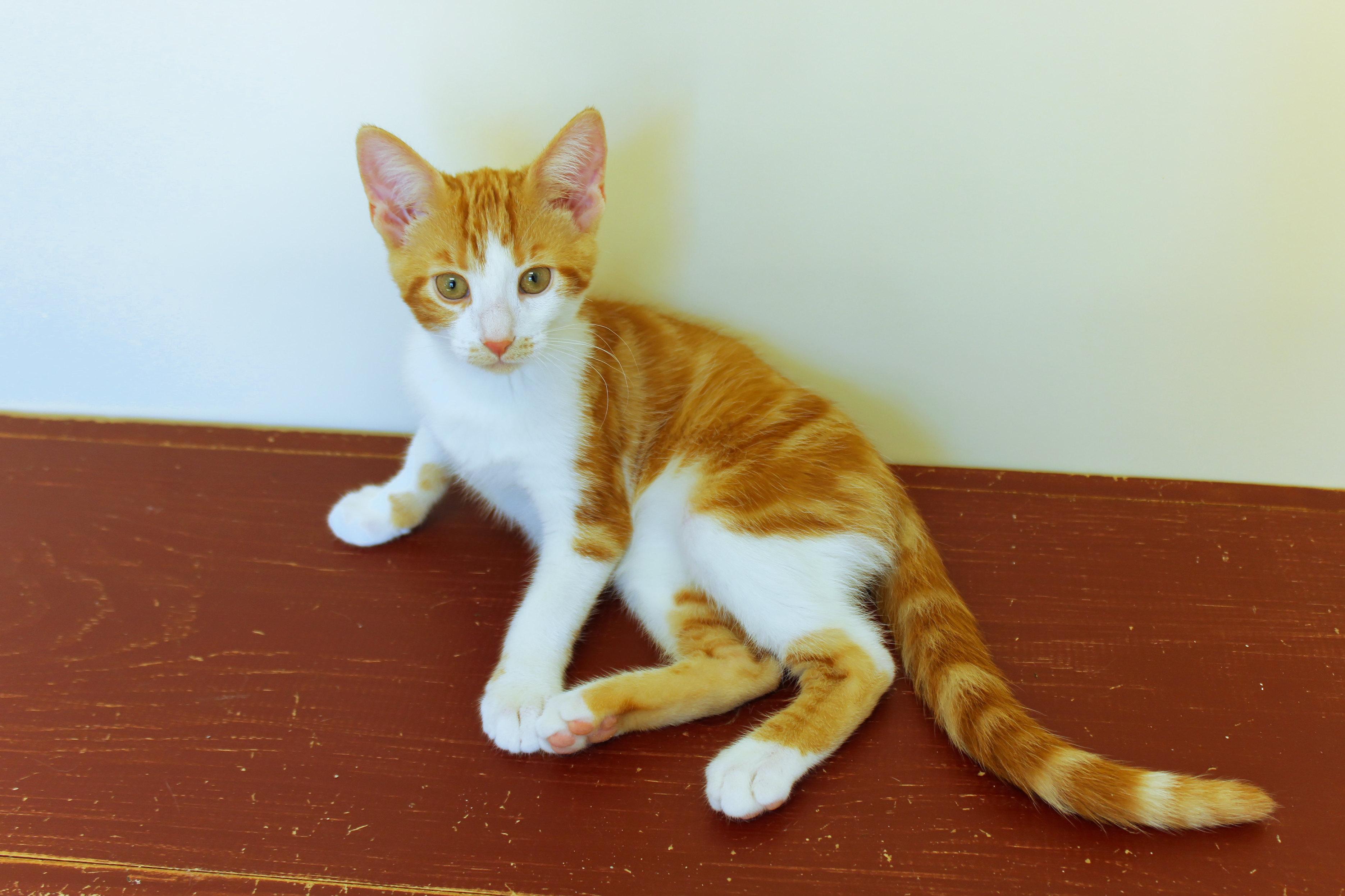 Enlarge Marmalade, a Adoptable American Shorthair in Urbana, OH image 1/6