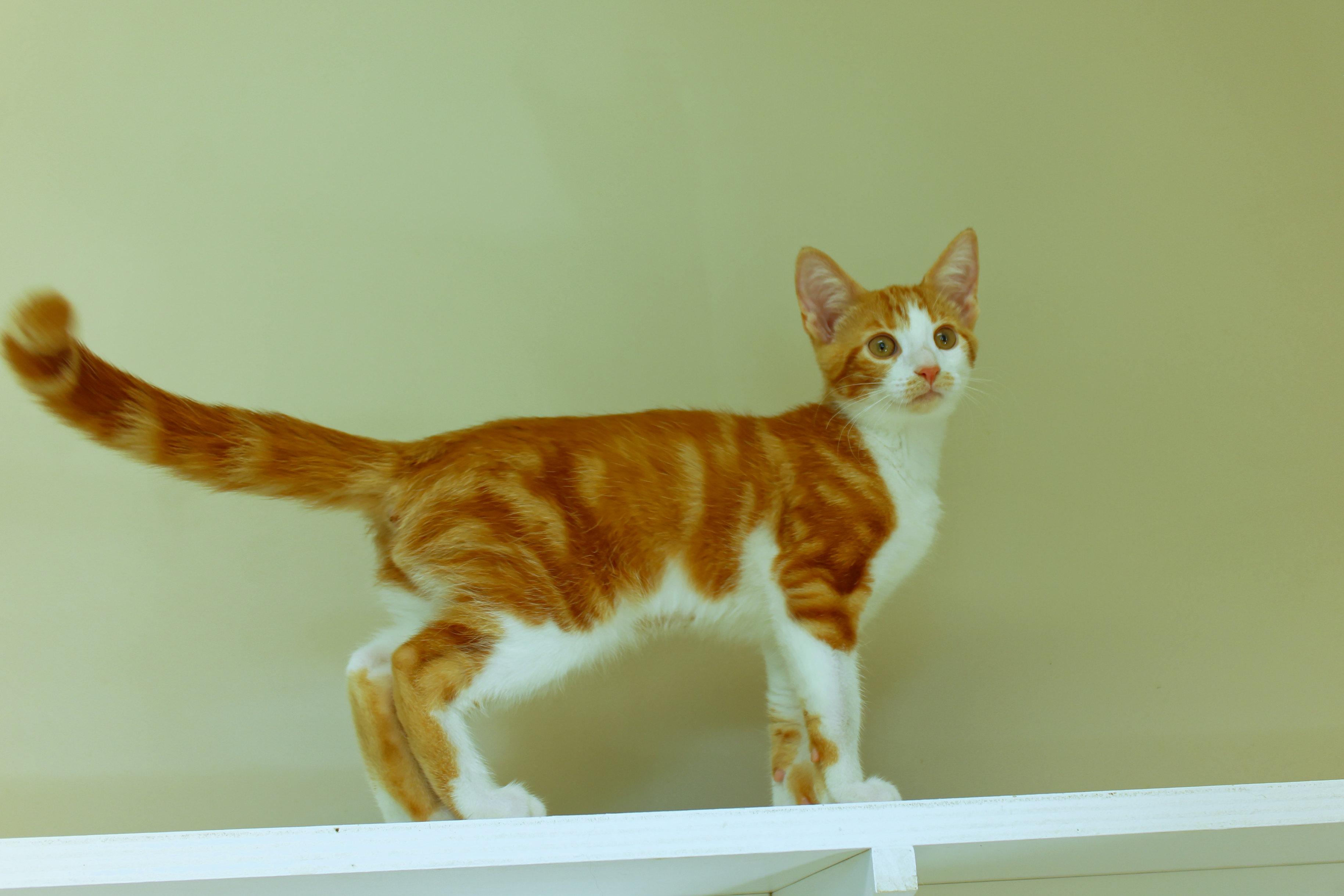 Enlarge Marmalade, a Adoptable American Shorthair in Urbana, OH image 6/6