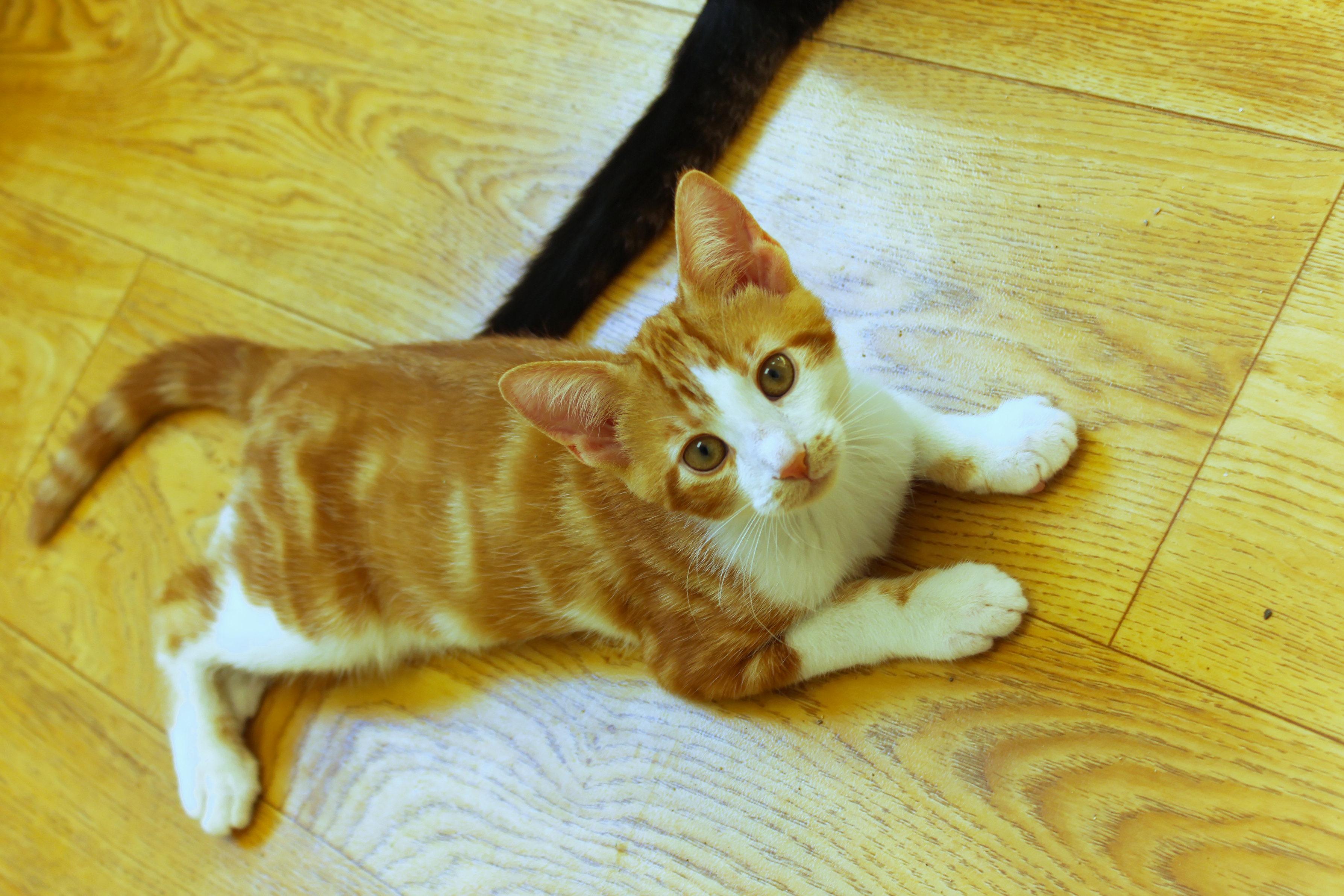 Enlarge Marmalade, a Adoptable American Shorthair in Urbana, OH image 2/6