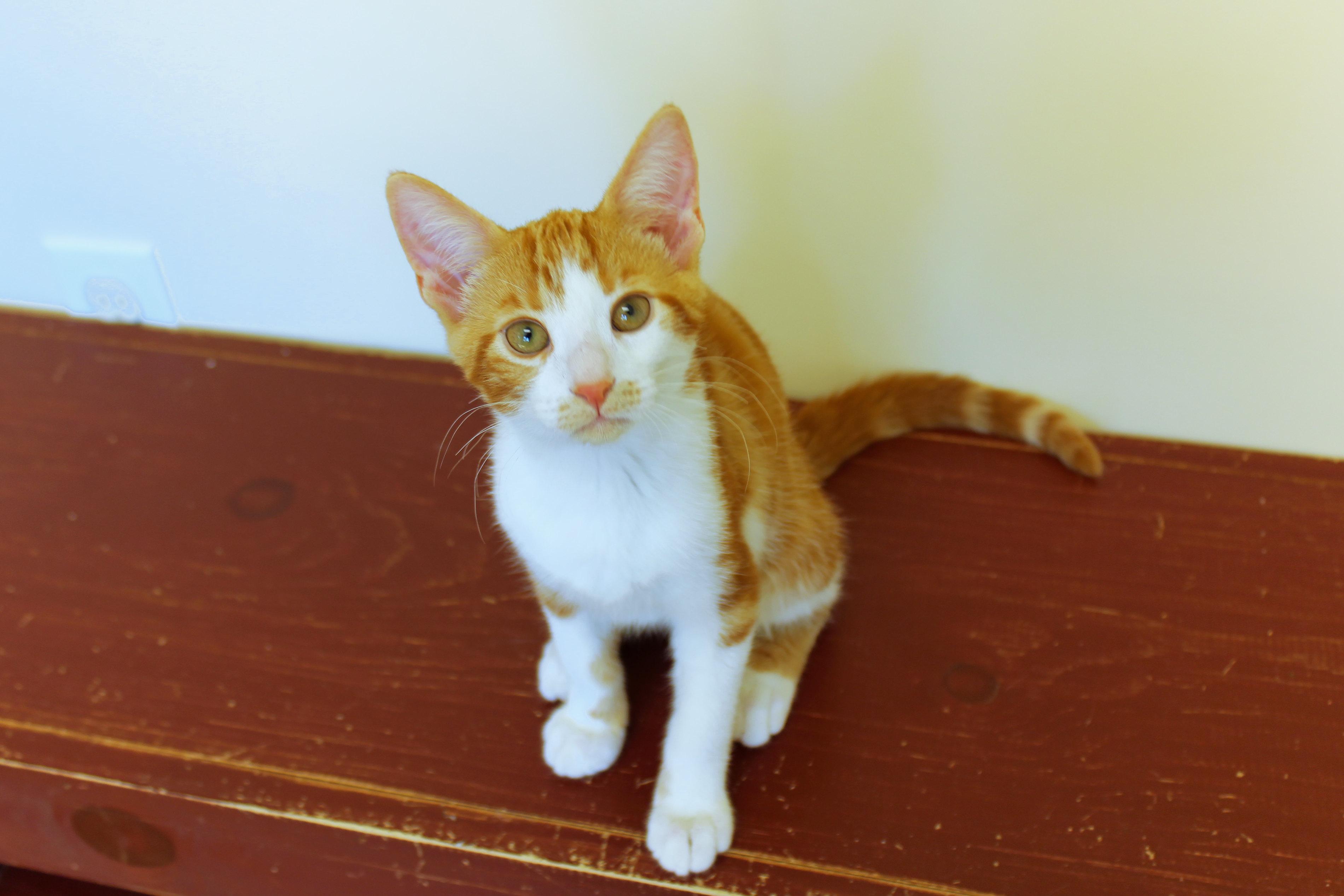 Enlarge Marmalade, a Adoptable American Shorthair in Urbana, OH image 4/6