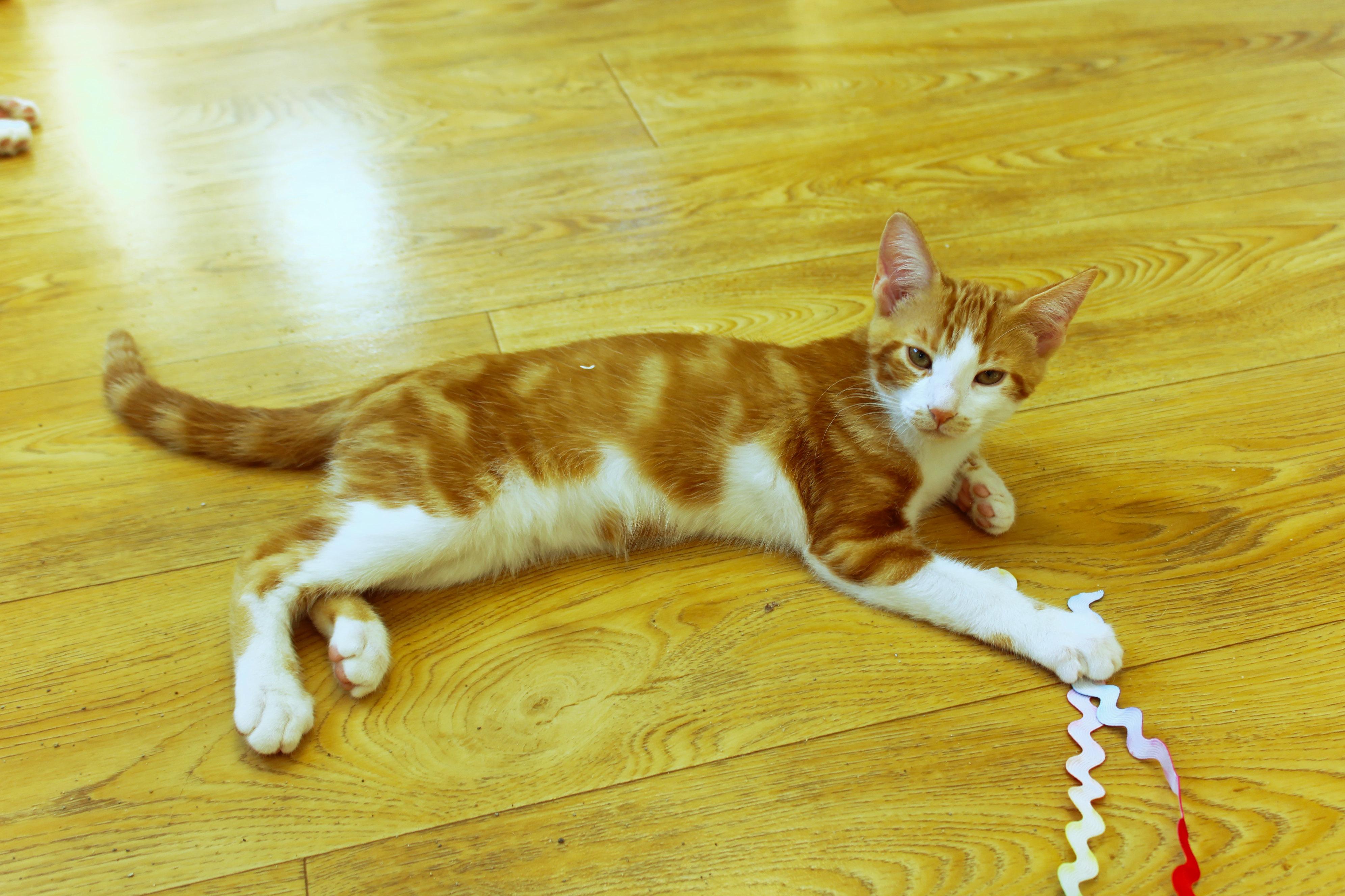 Enlarge Marmalade, a Adoptable American Shorthair in Urbana, OH image 5/6