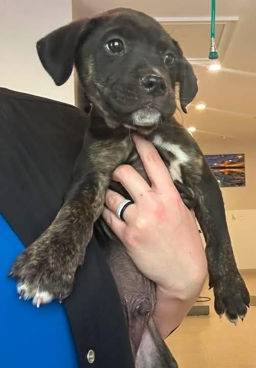 Enlarge Sunny, a ADOPTABLE mixed breed in Guntersville, AL image 2/2