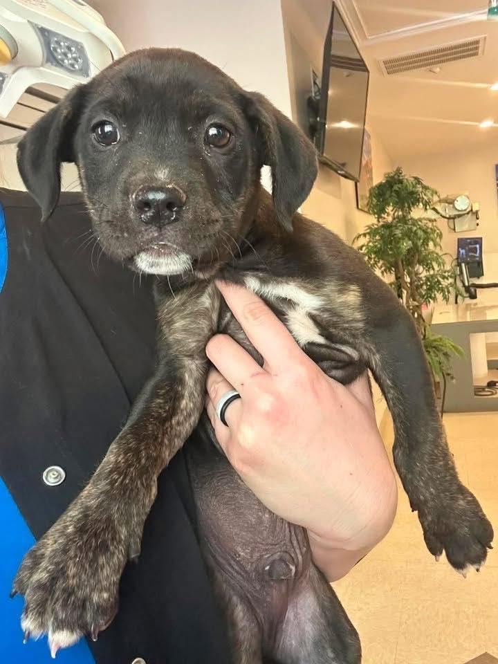 Enlarge Sunny, a ADOPTABLE mixed breed in Guntersville, AL image 1/2