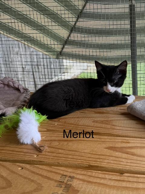Merlot, ADOPTABLE, Young Female Domestic Short Hair.
