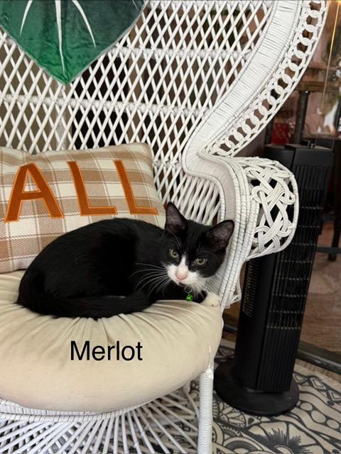 Enlarge Merlot, a Adoptable Domestic Short Hair in Karns City, PA image 1/3