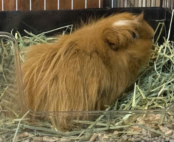 Capaccino *bonded to Latte, a Adopted Guinea Pig in Marshfield, WI image 1/2