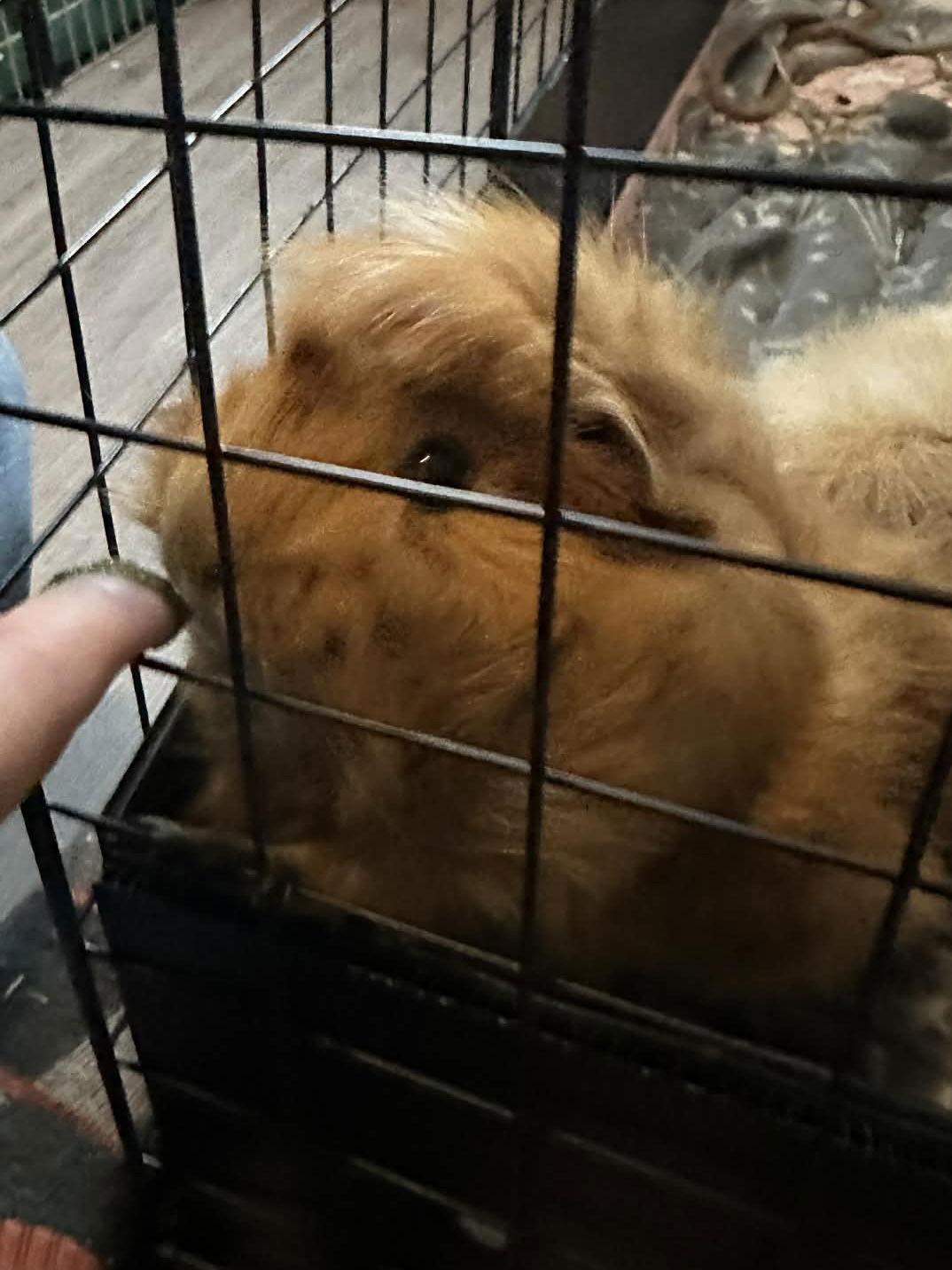 Enlarge Capaccino  *bonded to Latte, a Adoptable Guinea Pig in Marshfield, WI image 1/1