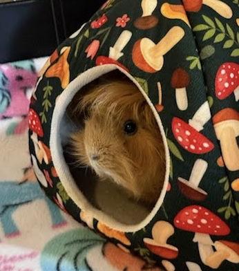 Capaccino *bonded to Latte, a Adopted Guinea Pig in Marshfield, WI image 2/2