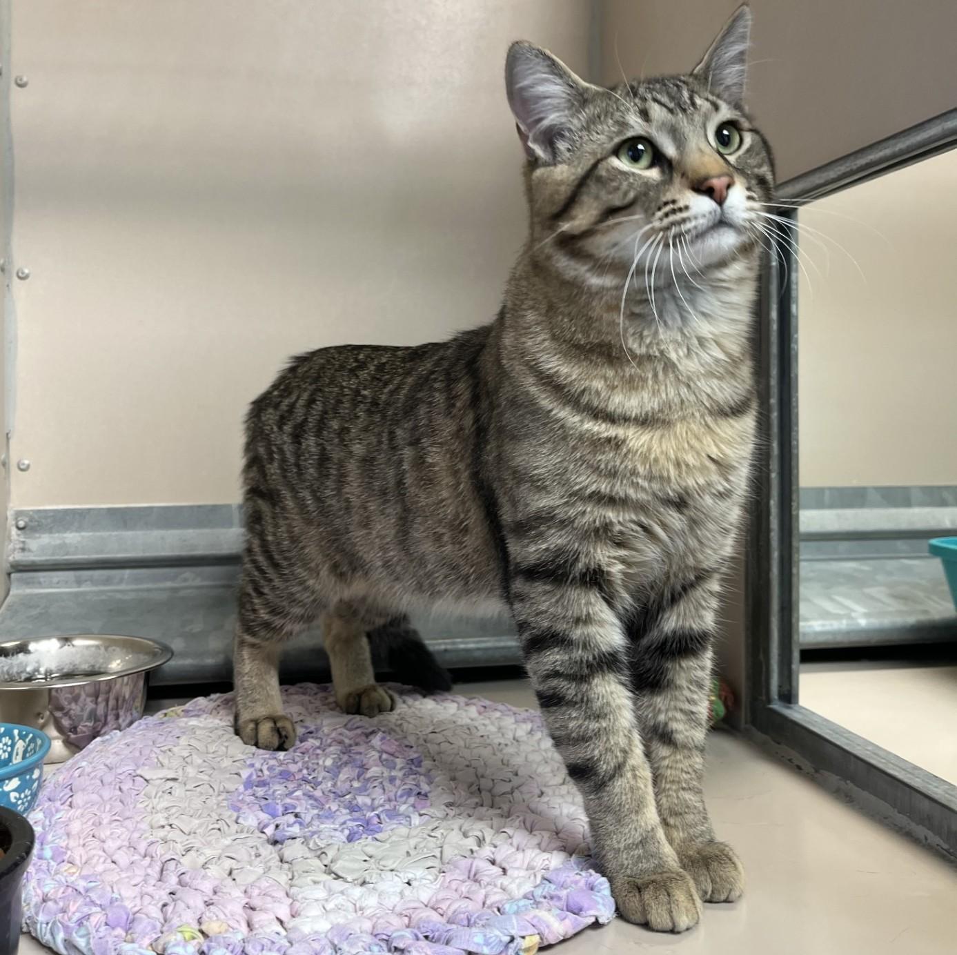 Rocket/60136004, ADOPTABLE, Adult Male Domestic Short Hair.