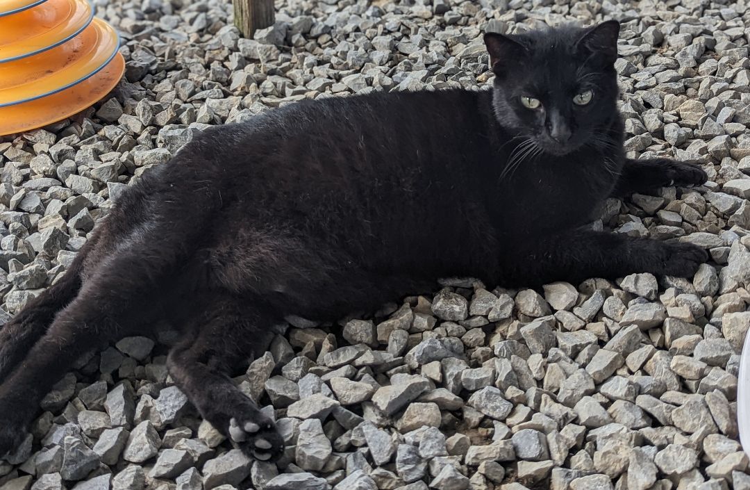 Binx, Adopted, Adult Male Domestic Short Hair.