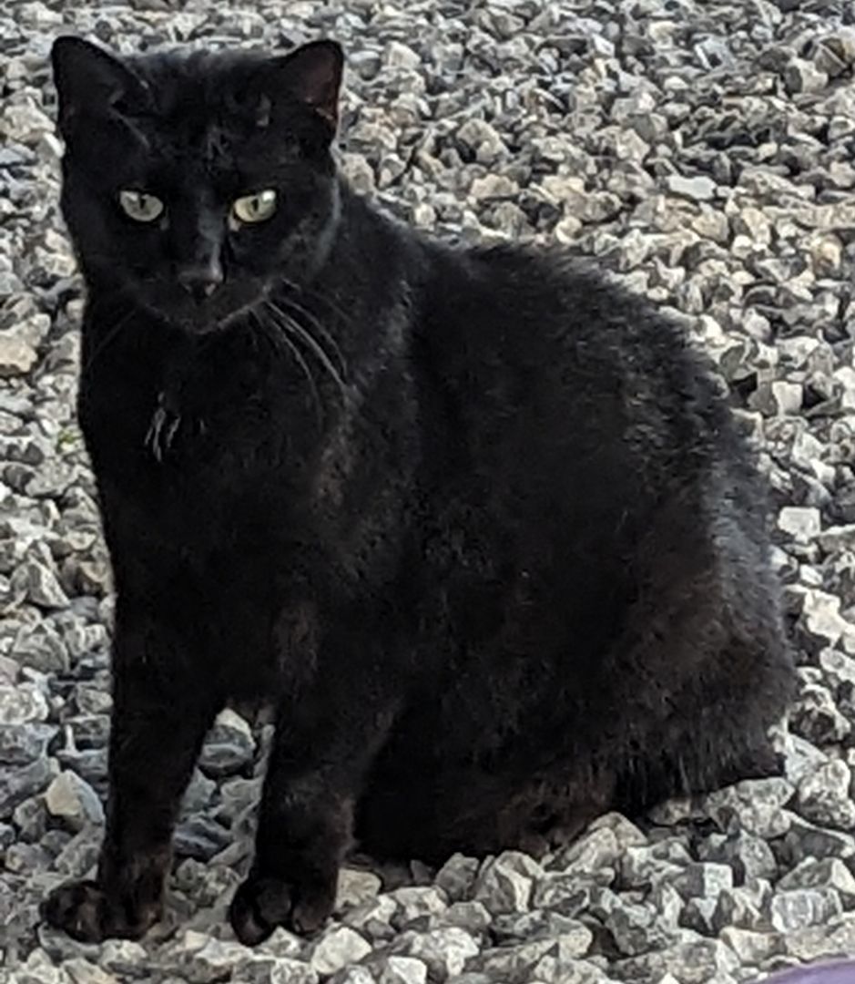Binx, a Adopted Domestic Short Hair in Chuckey, TN image 2/2