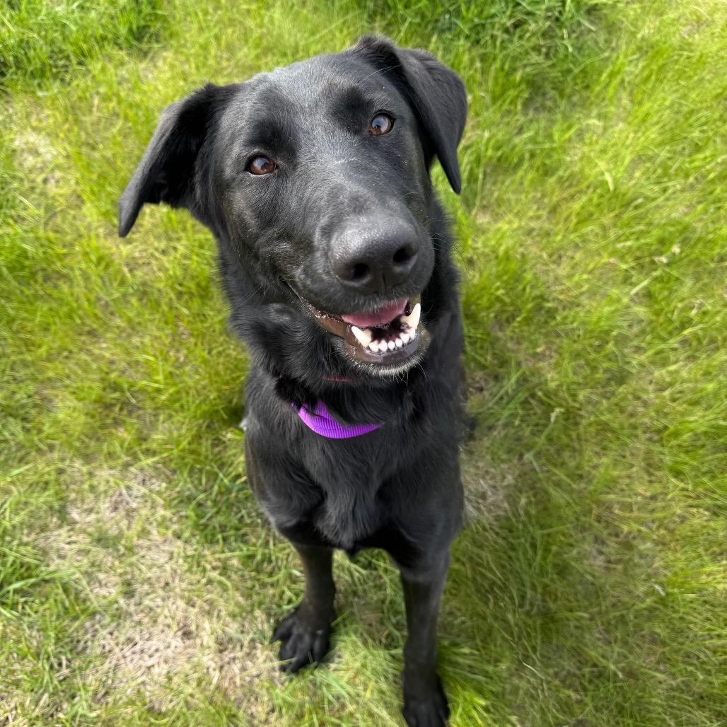 Raven, Adoptable, Adult Female Black Labrador Retriever & Shepherd.