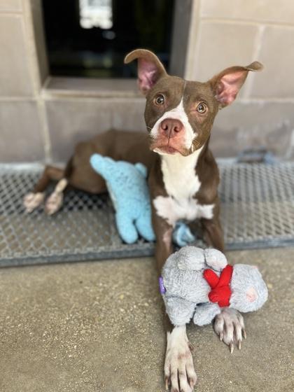 Toast, ADOPTABLE, Adult Female Terrier.