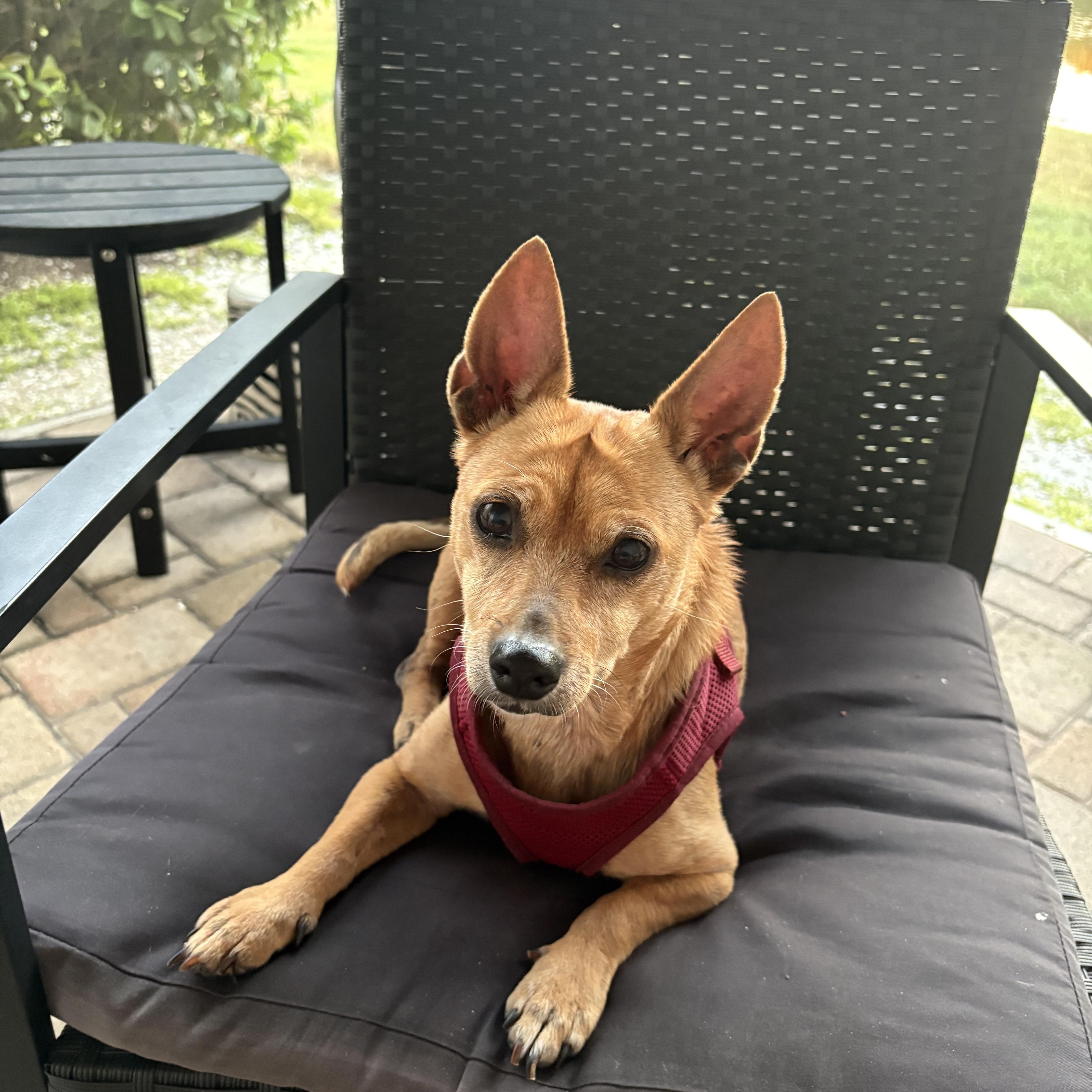 Sandy, Adoptable, Adult Female Miniature Dachshund & Chihuahua.