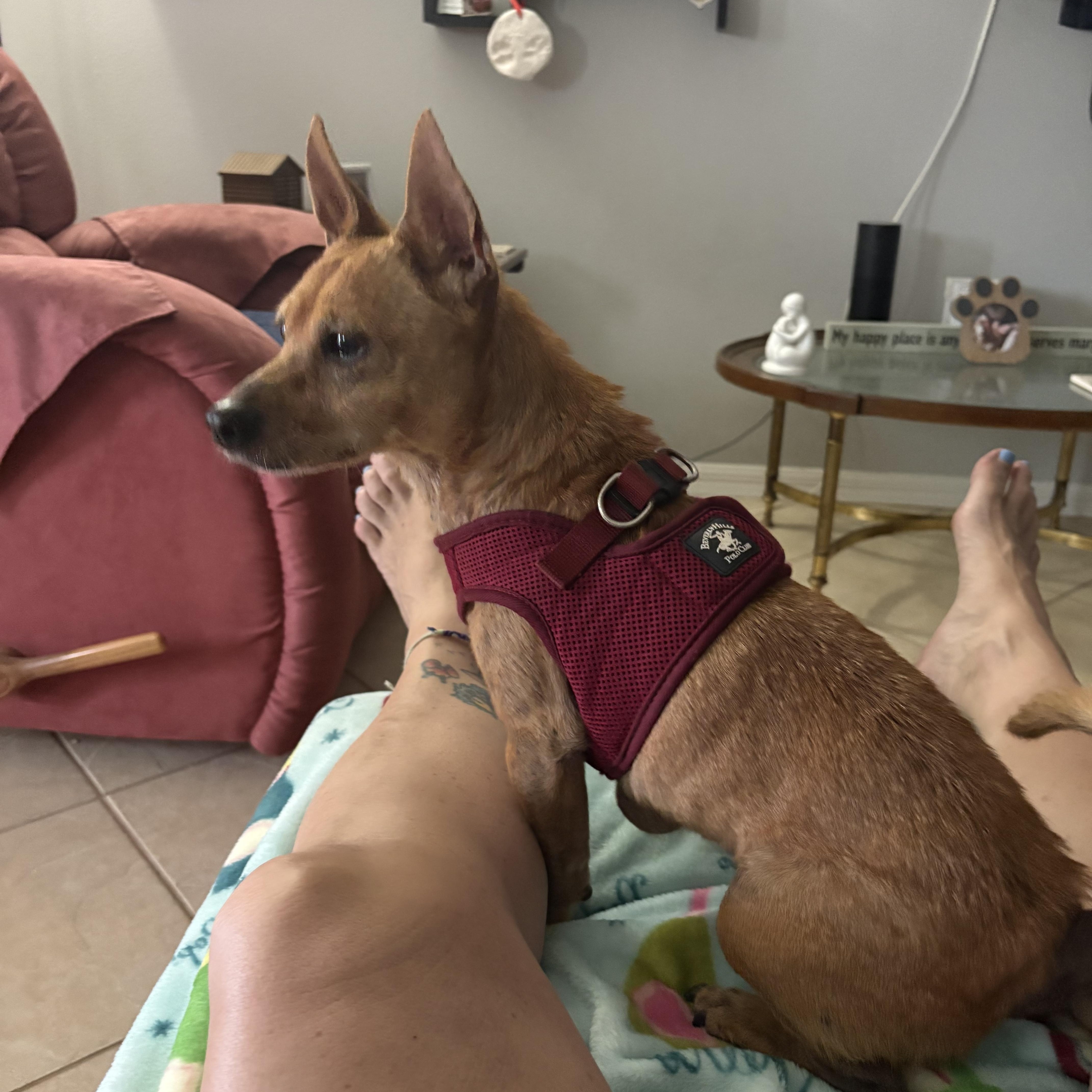 Sandy, a Adoptable mixed breed in Bradenton, FL image 6/6