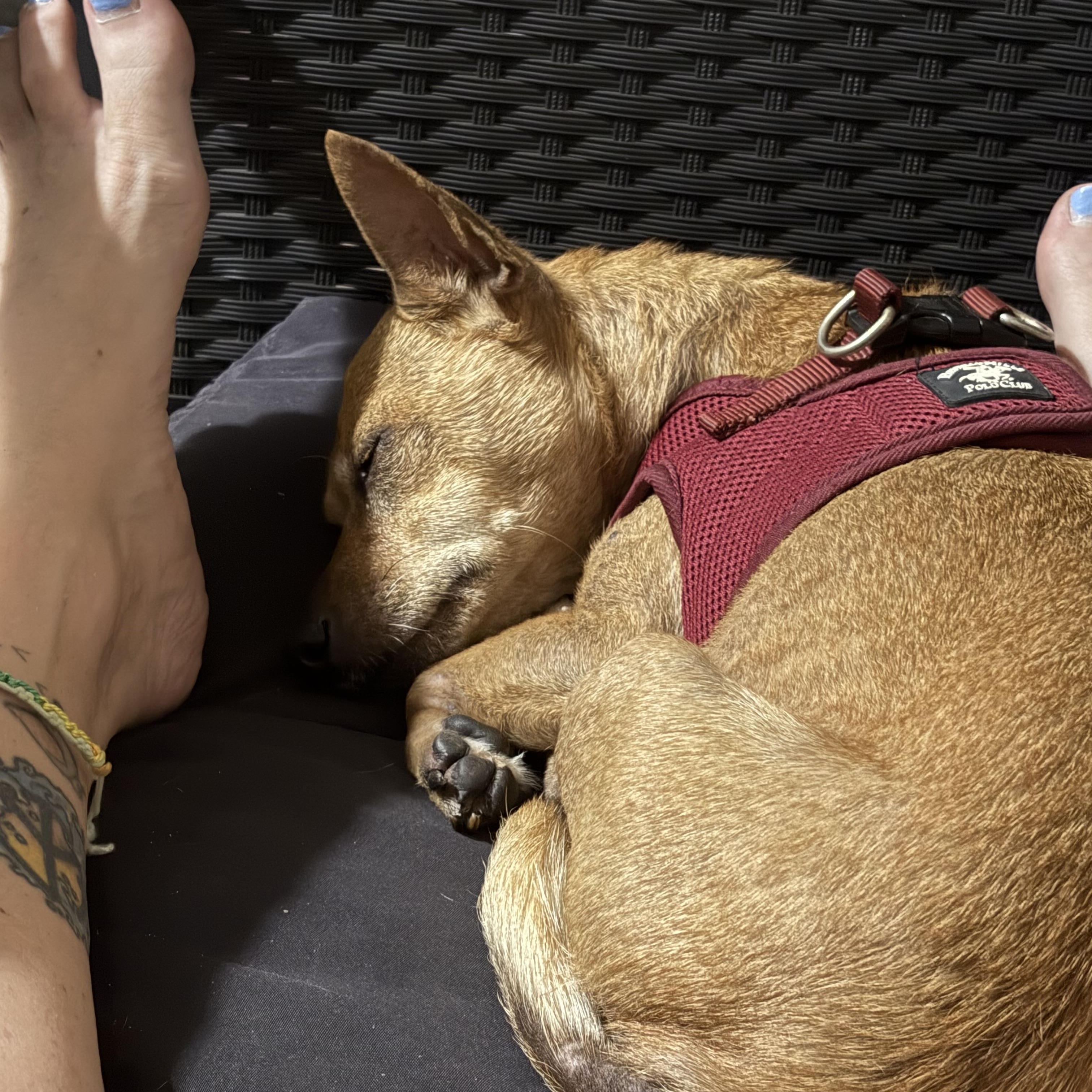 Sandy, a Adoptable mixed breed in Bradenton, FL image 5/6