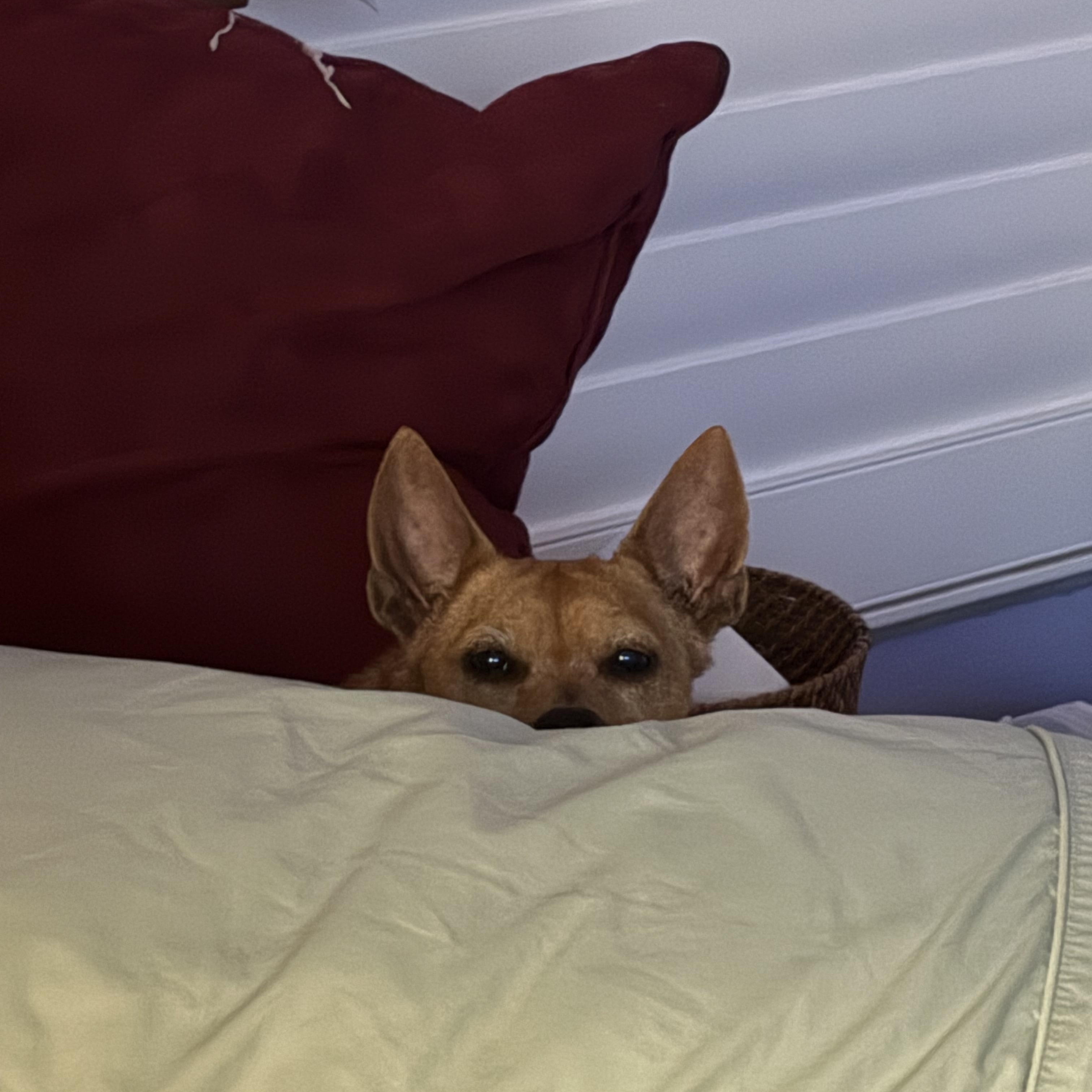 Sandy, a Adoptable mixed breed in Bradenton, FL image 3/6