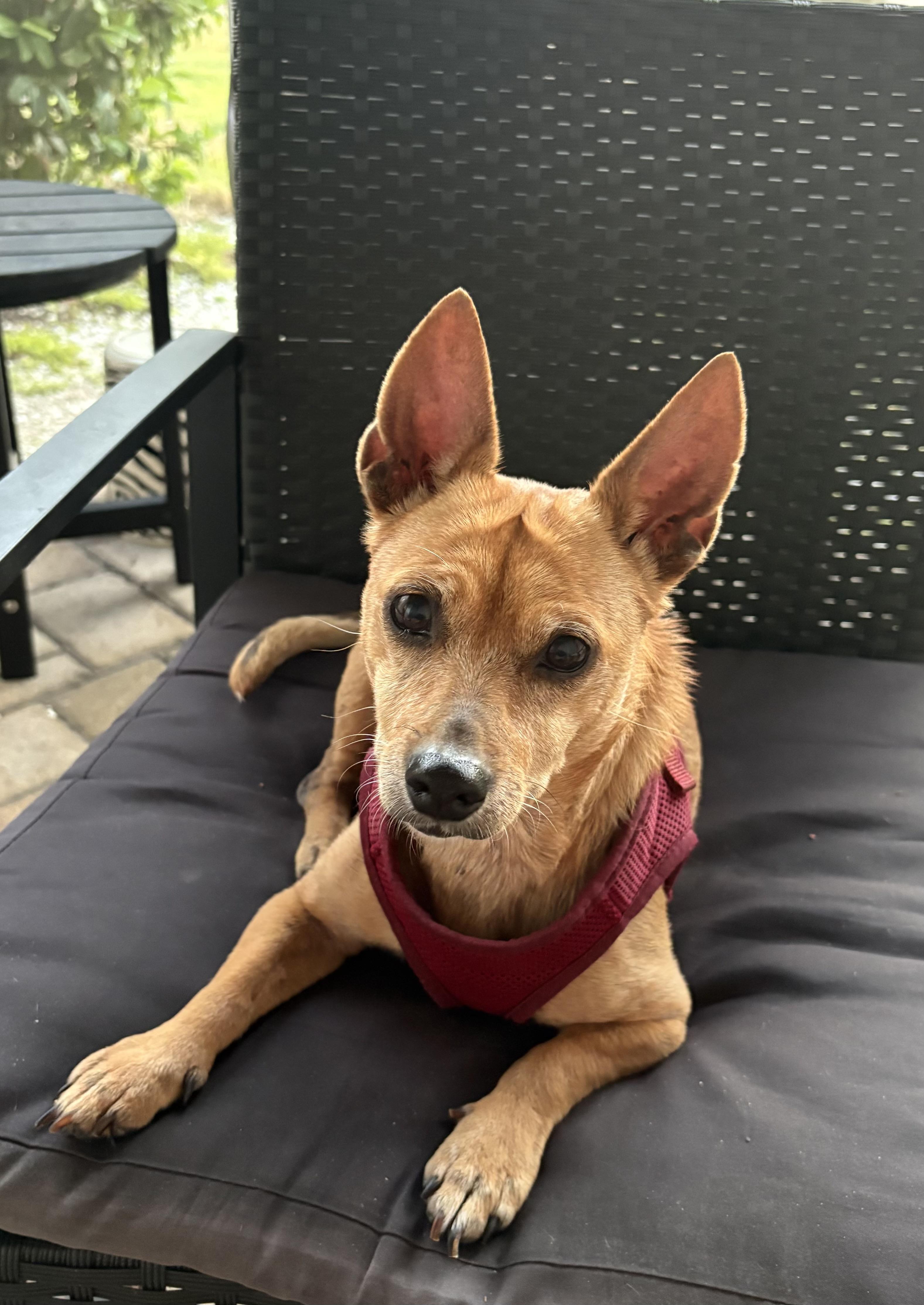 Sandy, a Adoptable mixed breed in Bradenton, FL image 1/6