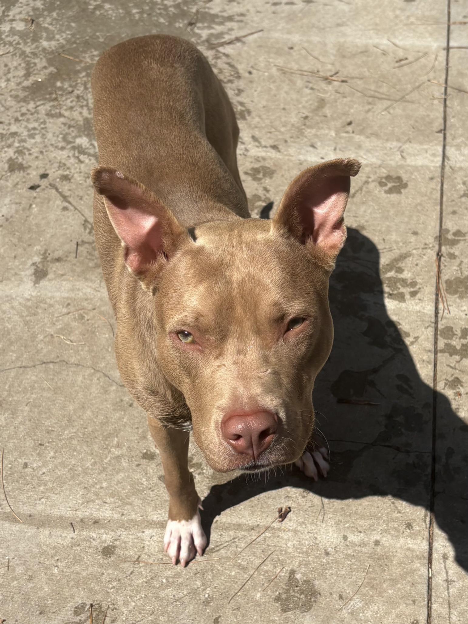 Papa John, a Adoptable Pit Bull Terrier in Smyrna, GA image 3/4