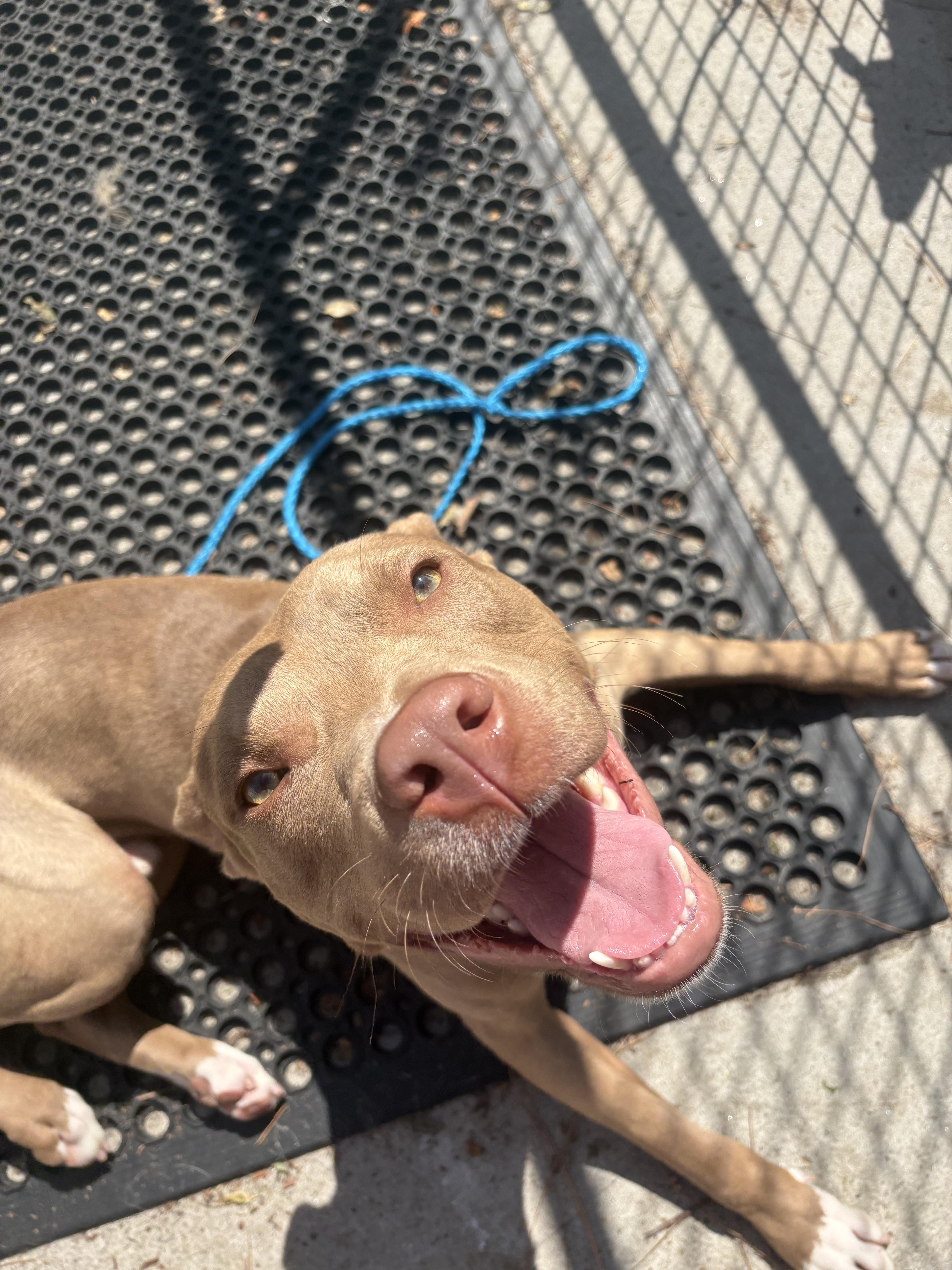 Papa John, Adoptable, Adult Male Pit Bull Terrier.