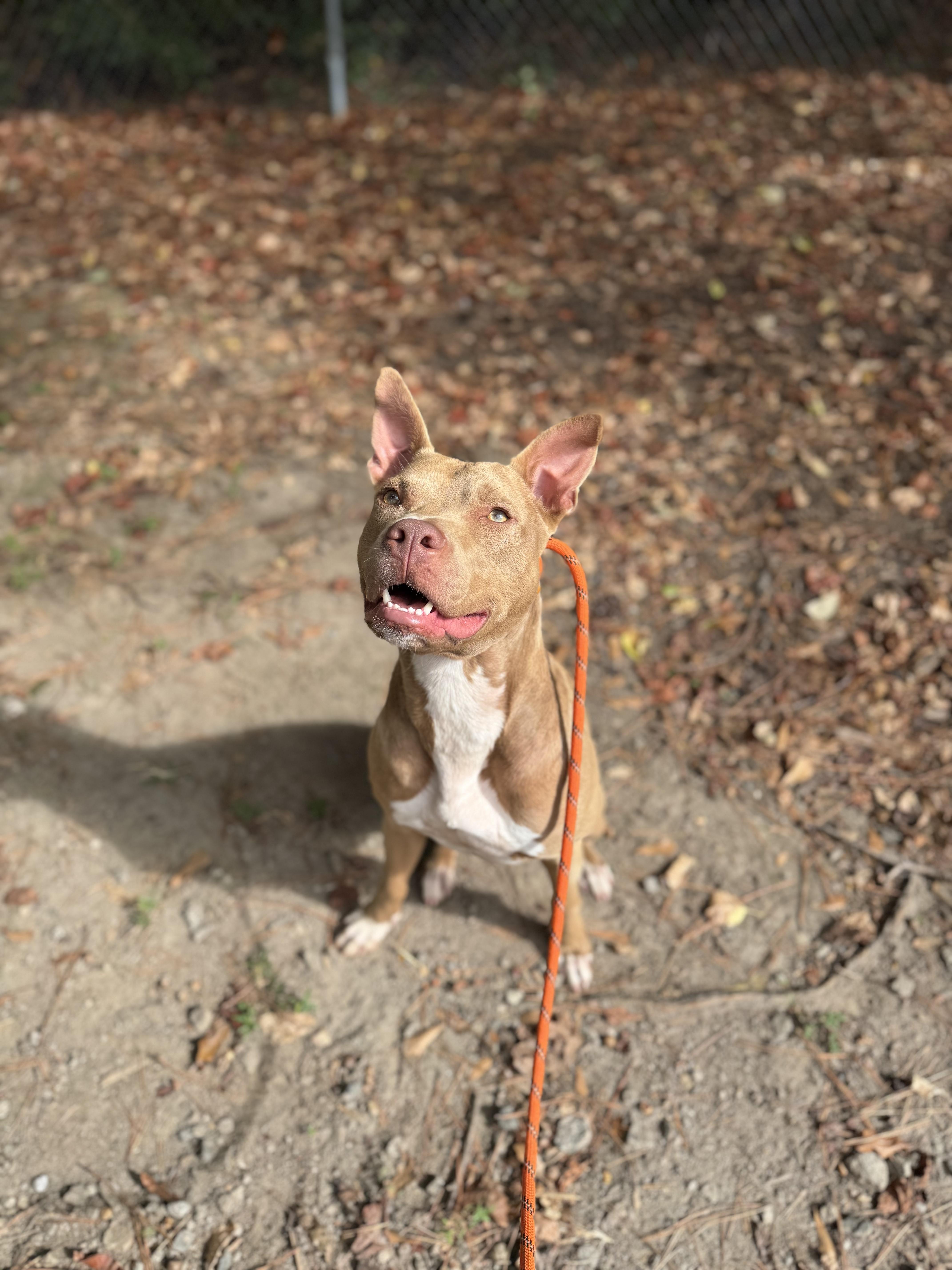 Papa John, adoptable, Adult Male Pit Bull Terrier.