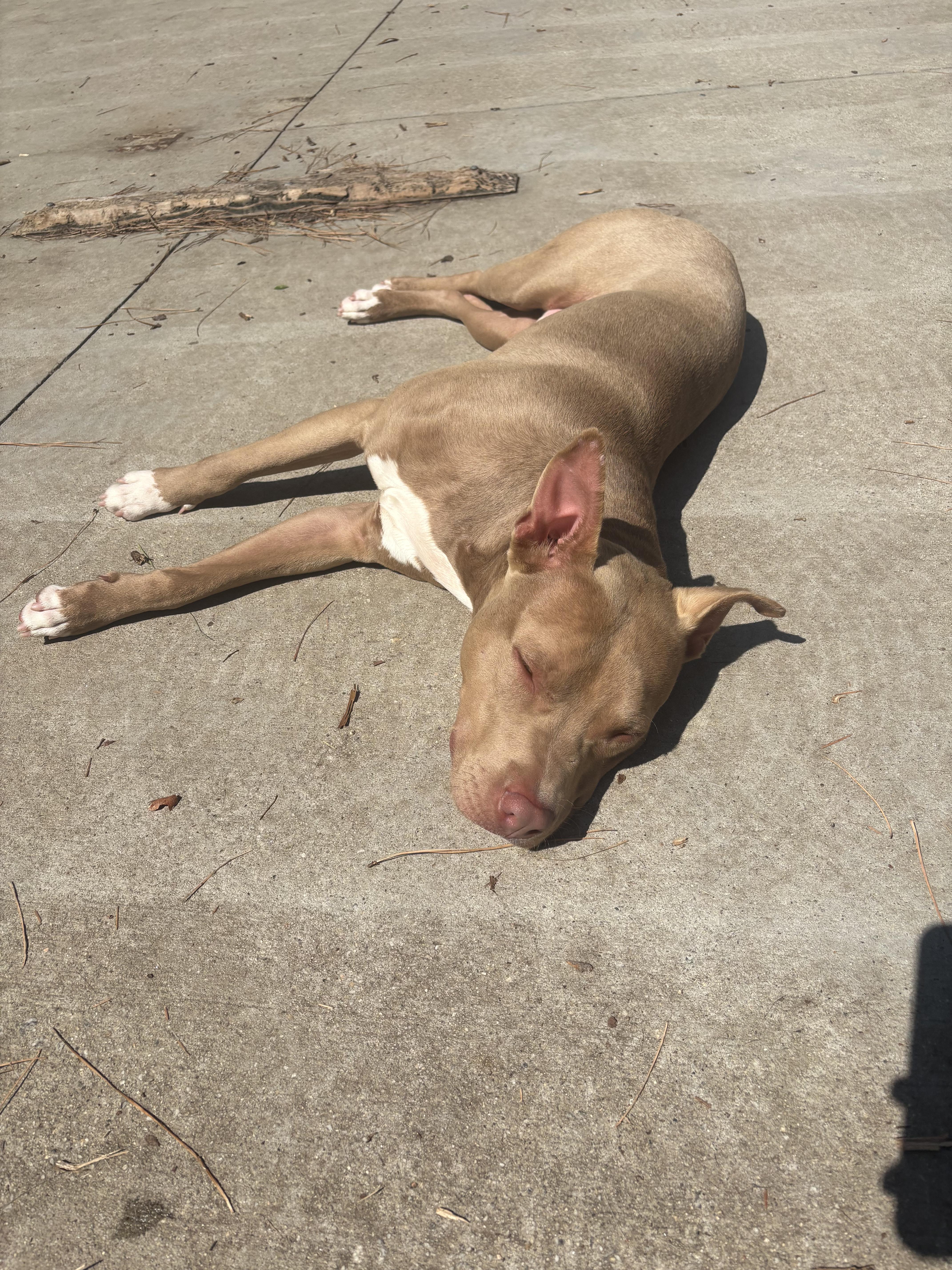 Papa John, a Adoptable Pit Bull Terrier in Smyrna, GA image 4/4