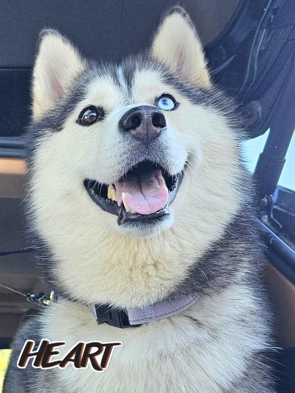 Yana - ON HOLD - NO MORE APPLICATIONS, a Adoptable Siberian Husky in Millersville, MD image 1/3