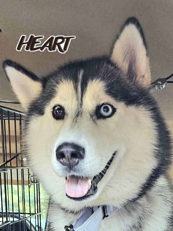 Yana - ON HOLD - NO MORE APPLICATIONS, a Adoptable Siberian Husky in Millersville, MD image 2/3