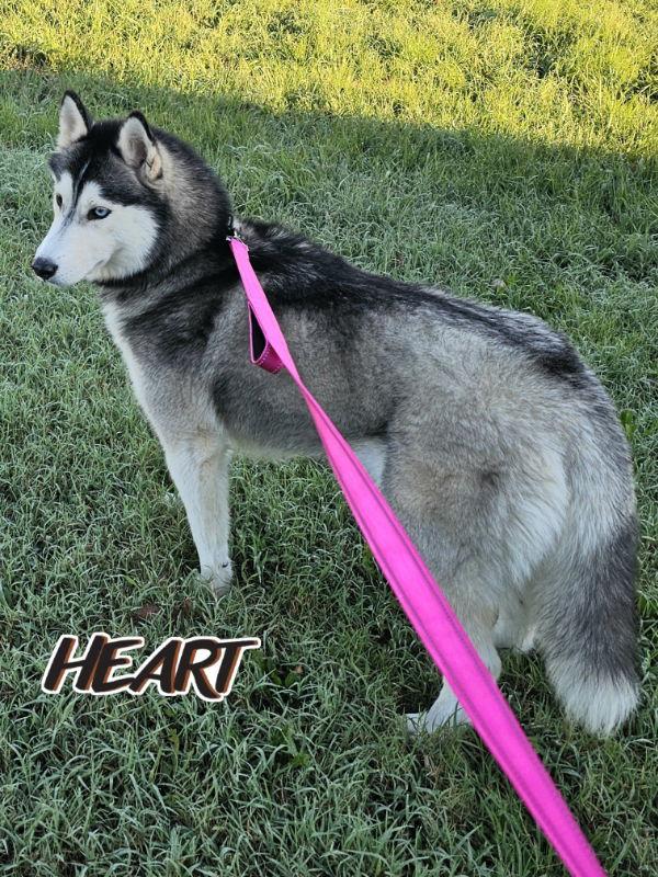 Yana - ON HOLD - NO MORE APPLICATIONS, a Adoptable Siberian Husky in Millersville, MD image 3/3