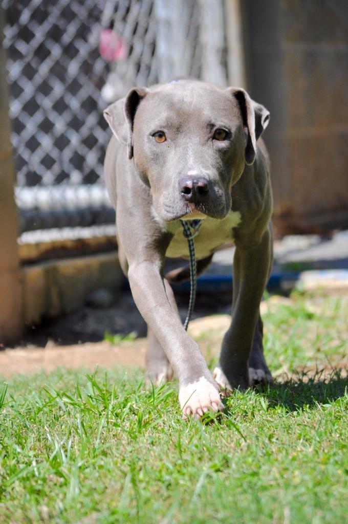 Enlarge AZZURRO, a Adoptable mixed breed in Florence, SC image 2/5