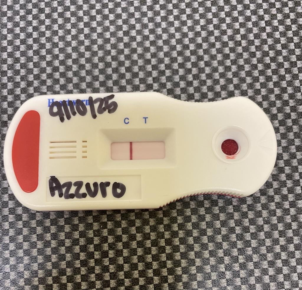 Enlarge AZZURRO, a Adoptable mixed breed in Florence, SC image 4/5