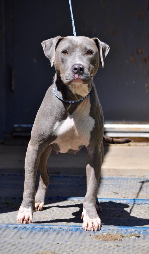 Enlarge AZZURRO, a Adoptable mixed breed in Florence, SC image 5/5