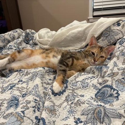 Enlarge Dolly, a Adoptable Domestic Short Hair in Milwaukee, WI image 4/5