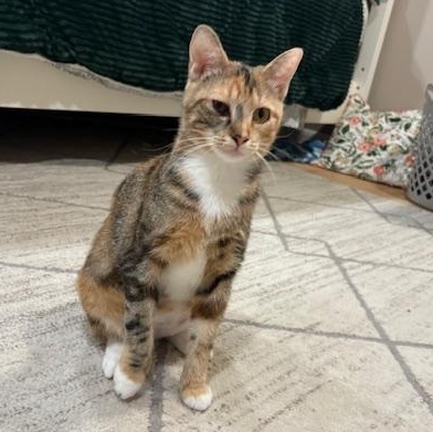 Dolly, Adoptable, Young Female Domestic Short Hair.