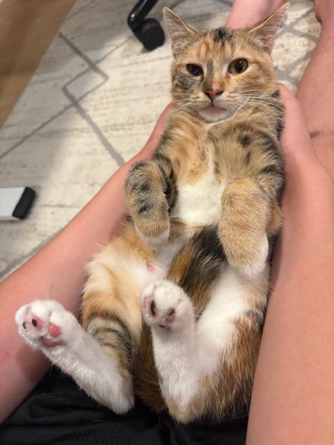 Enlarge Dolly, a Adoptable Domestic Short Hair in Milwaukee, WI image 2/5