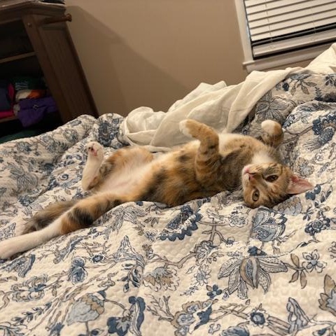 Enlarge Dolly, a Adoptable Domestic Short Hair in Milwaukee, WI image 3/5