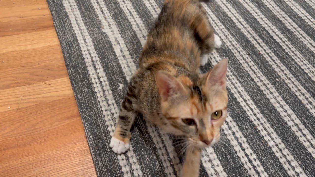 Enlarge Dolly, a Adoptable Domestic Short Hair in Milwaukee, WI video 5/5