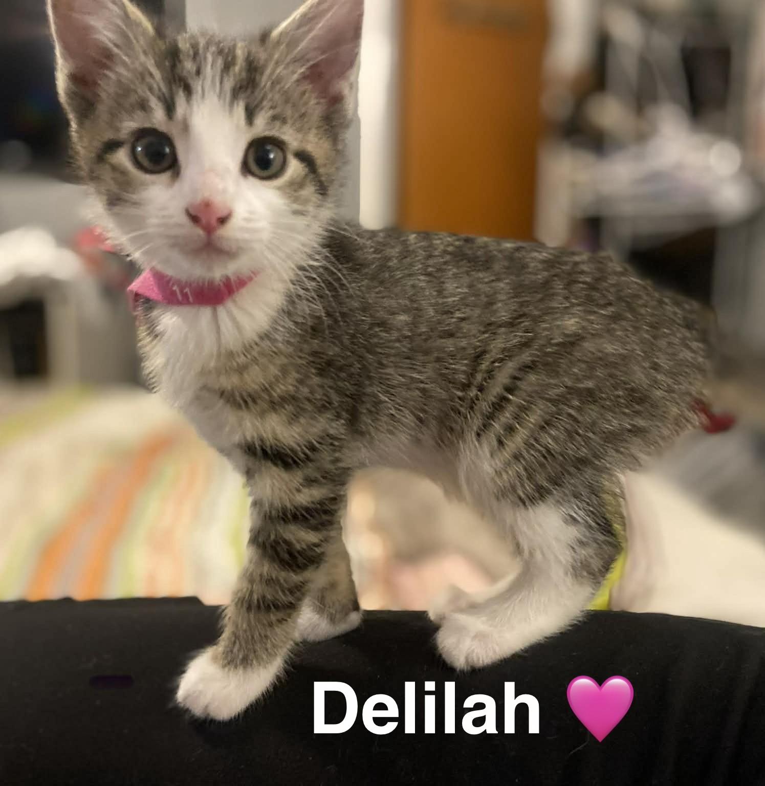 Delilah, ADOPTABLE, Kitten Female Tabby.