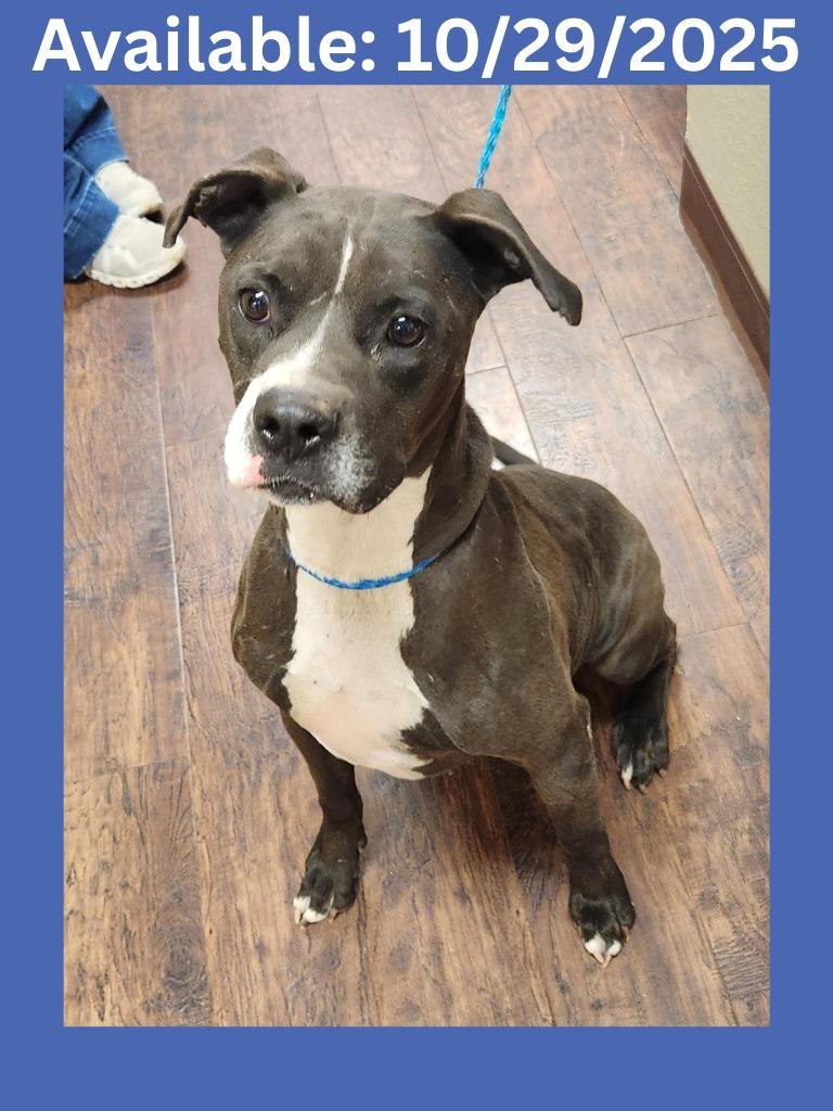 Dog Kennel #34 Capone, Adoptable, Adult Male Pit Bull Terrier & Mixed Breed.